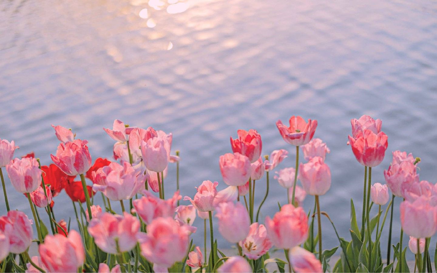 Tulip hồng huyền ảo bên mặt hồ