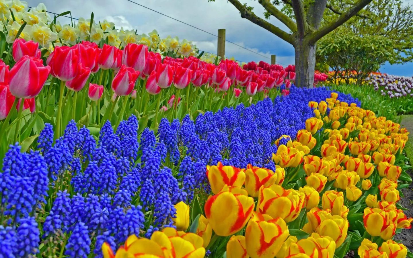 Tulip đa sắc khoe vẻ đẹp rạng ngời