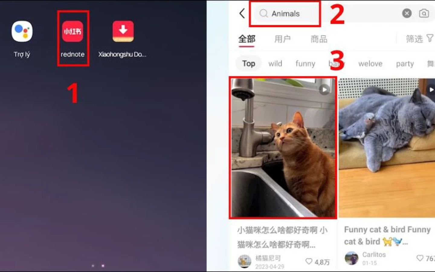 Truy cập vào ứng dụng Xiaohongshu và tìm kiếm video cần tải