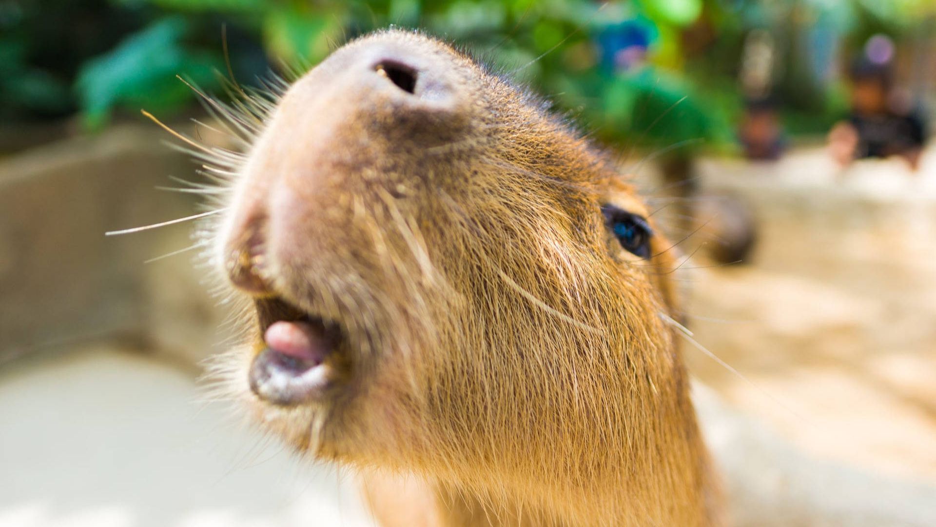 Chú capybara ngẩng cao đầu, há miệng như đang hít thở không khí trong lành