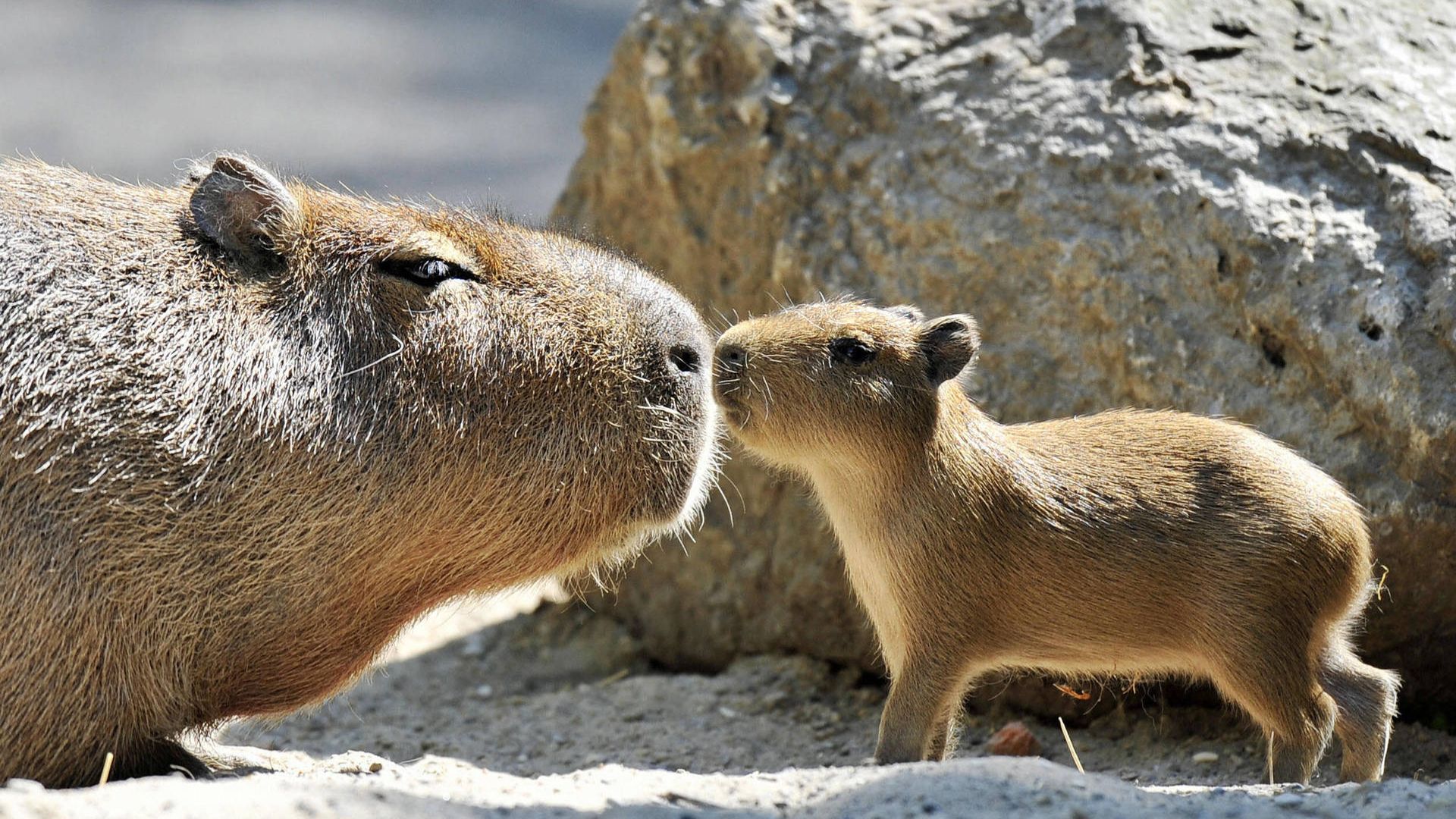 Chú capybara con nép mình bên mẹ trong một khung cảnh ấm áp