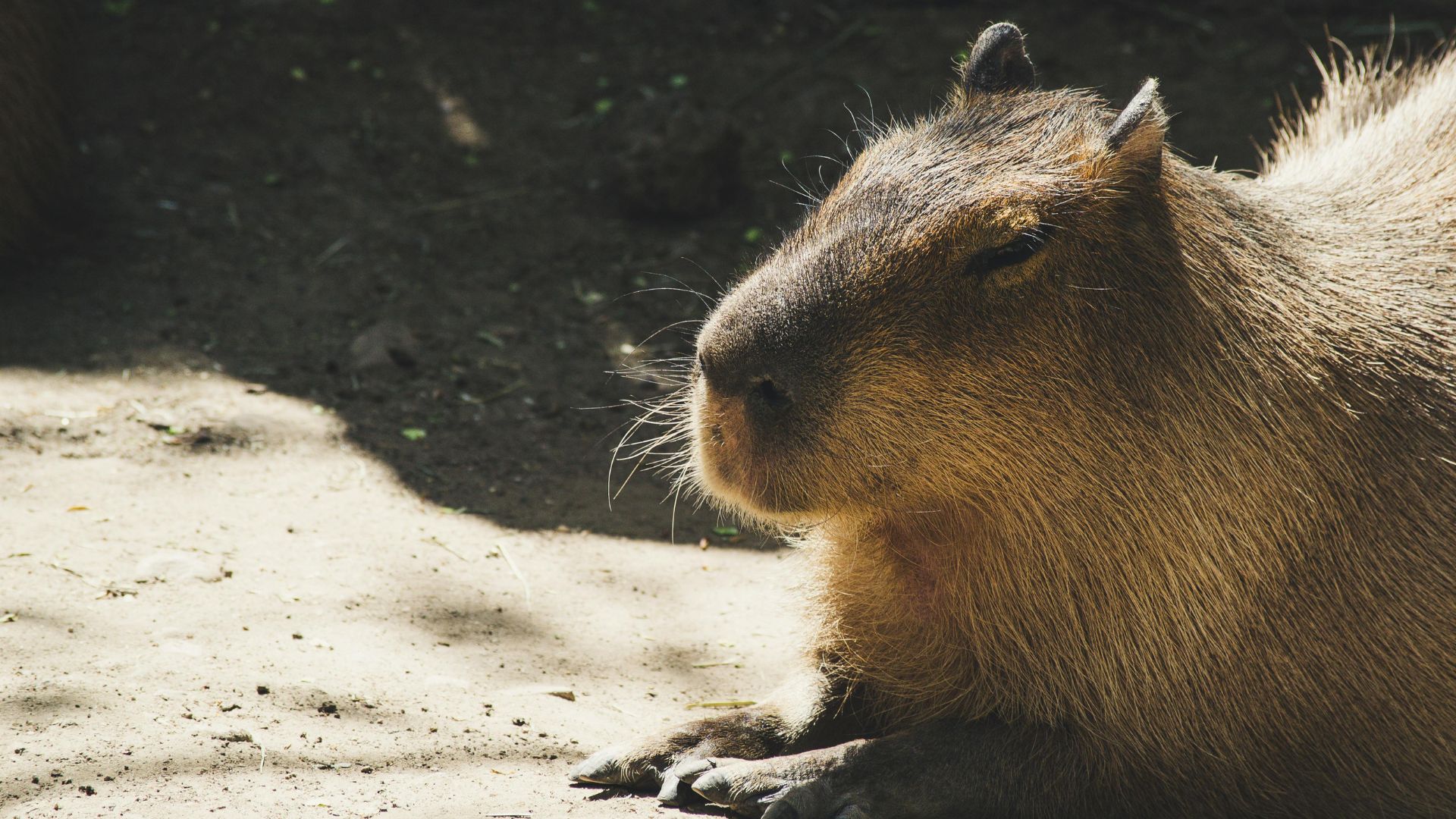Một chú capybara đang ngồi nghỉ dưới ánh nắng mặt trời