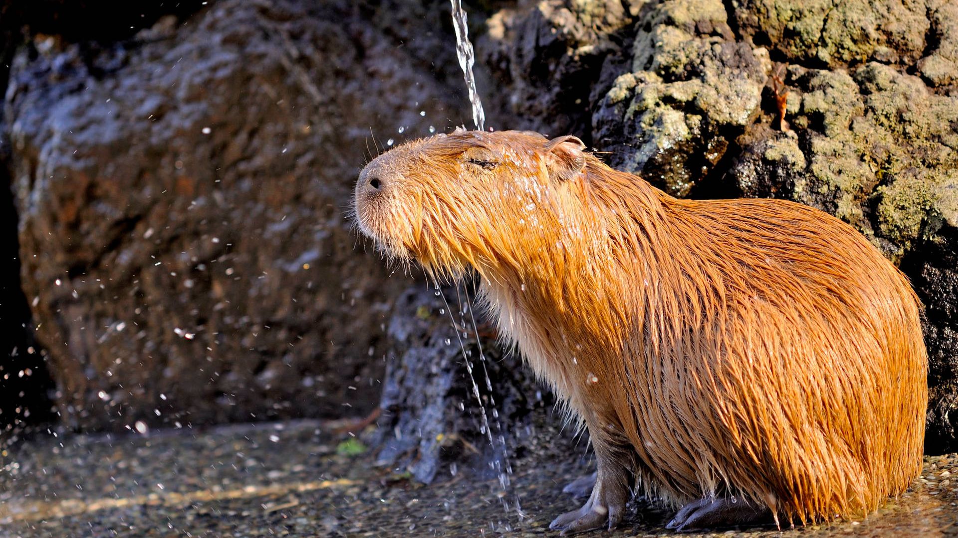 Chú capybara đang đứng gần thác nước