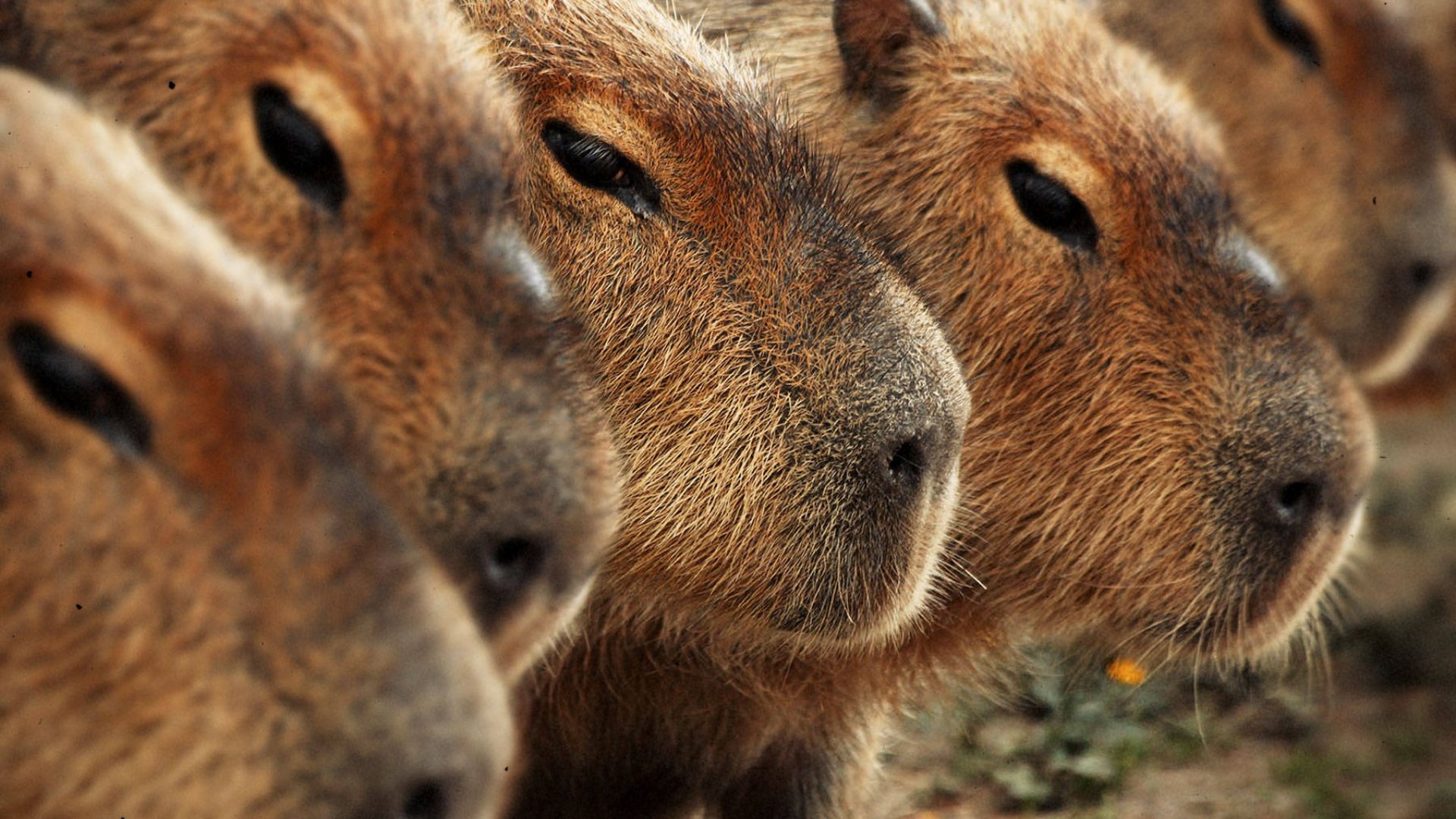 Hình ảnh chụp cận cảnh ba chú capybara đáng yêu đang đứng xếp hàng gần nhau