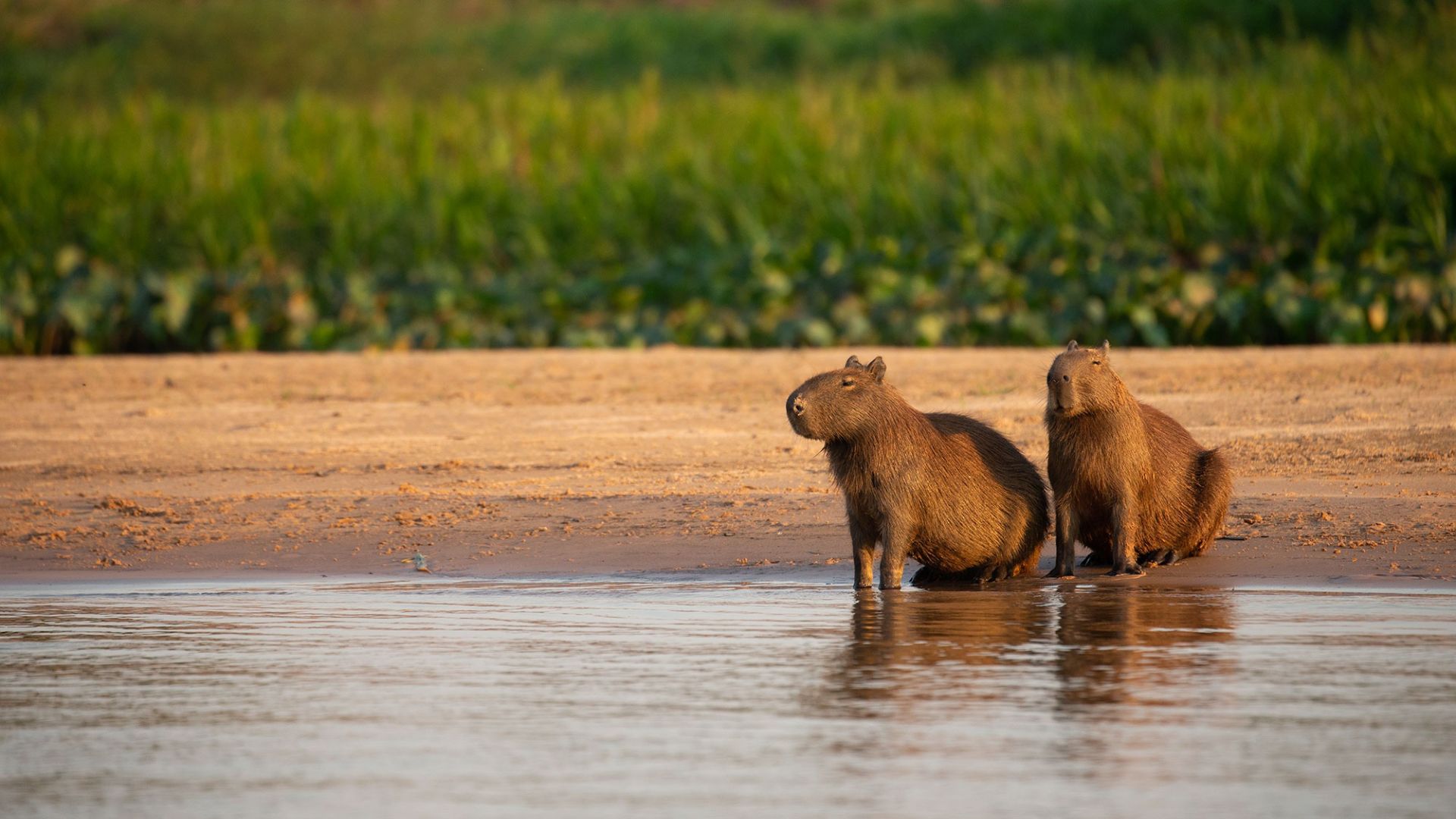 Hai chú capybara đang ngâm mình trong hồ nước