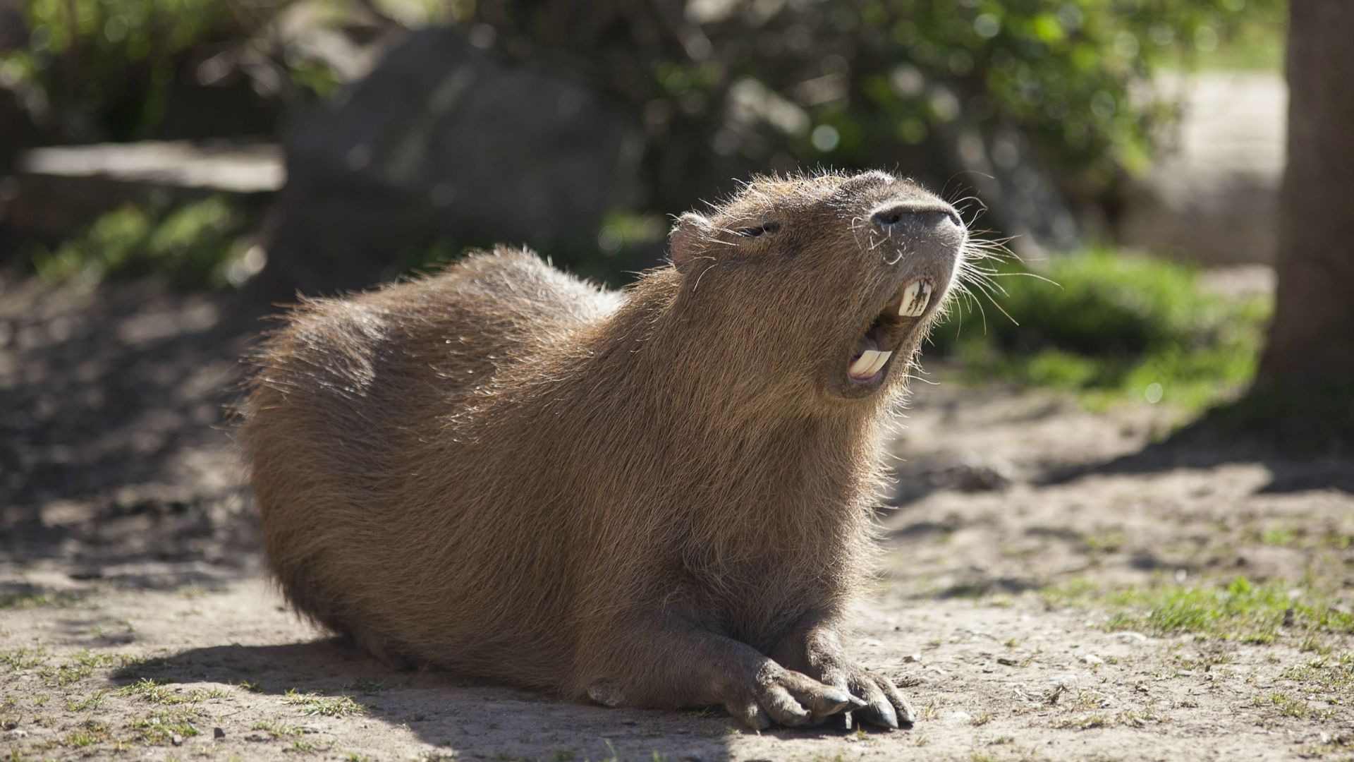 Một chú capybara đang nằm sấp trên mặt đất để nghỉ ngơi