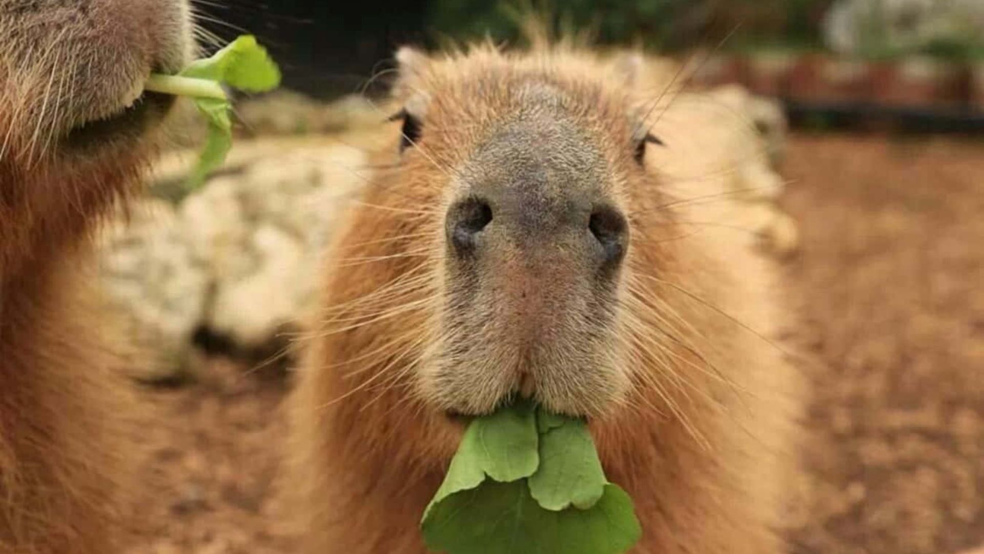 Chú capybara đang say sưa gặm rau xanh, đôi mắt mở to và bộ râu rung rinh trông thật ngộ nghĩnh