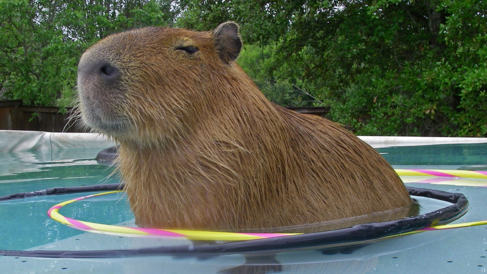 Capybara đang nằm trong bể bơi, chiếc vòng bơi quanh mình, trông rất thư giãn và hưởng thụ