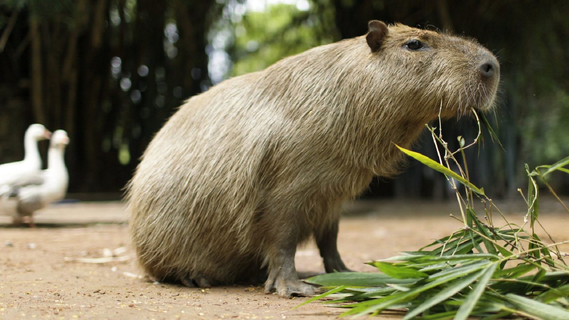 Chú capybara đang đứng ăn cỏ một cách ngon lành, vẻ mặt hiền lành, trông rất đáng yêu