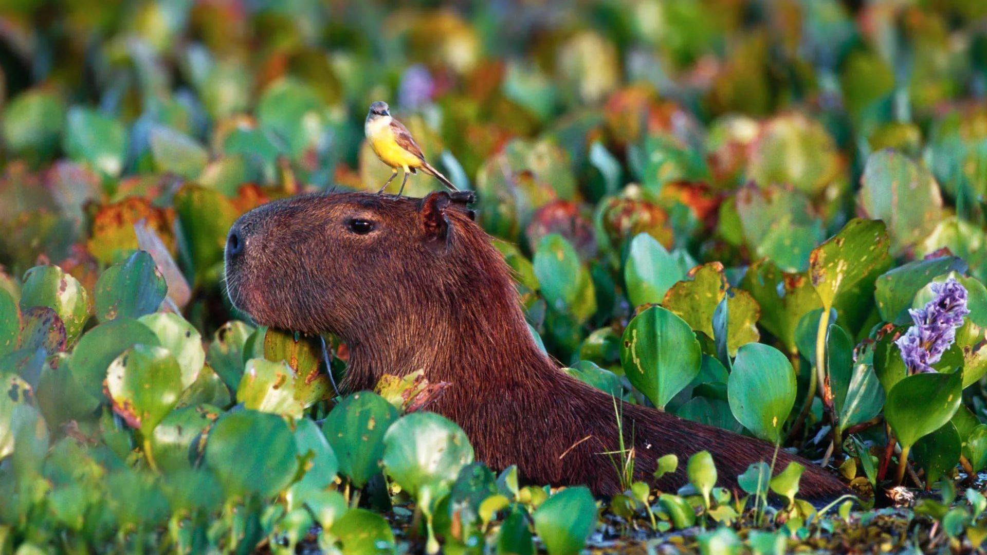 Chú capybara đang nằm thư giãn trong hồ lục bình xanh
