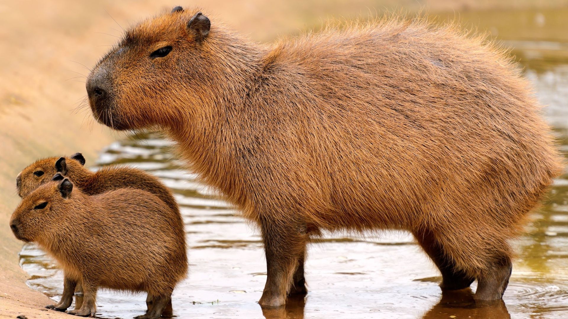 Capybara mẹ đứng cạnh con, trông thật hiền lành và che chở, tạo nên một khoảnh khắc gia đình ấm áp