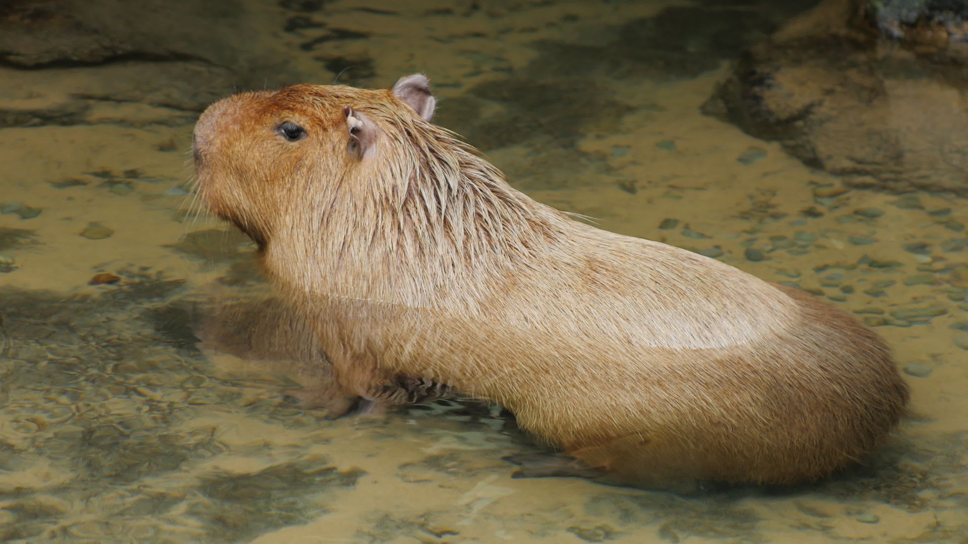 Chú capybara đang nằm sấp xuống đất nghỉ ngơi, trông rất hiền lành và dễ thương