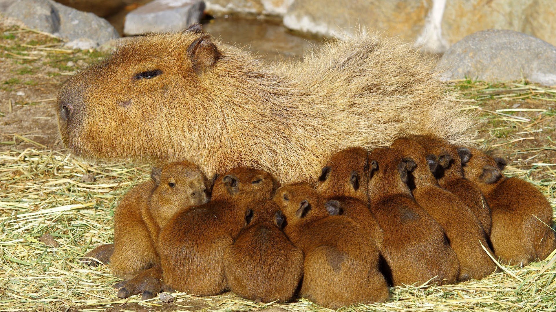 Gia đình capybara đang quây quần bên nhau, trông rất ấm cúng và hạnh phúc