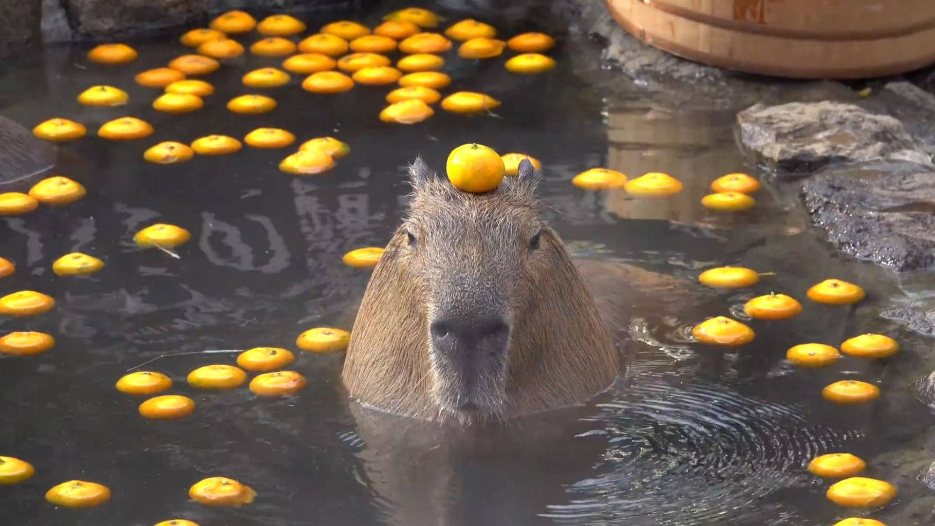 Capybara đang ngâm mình trong hồ nước, giữa những quả chanh vàng nổi lềnh bềnh