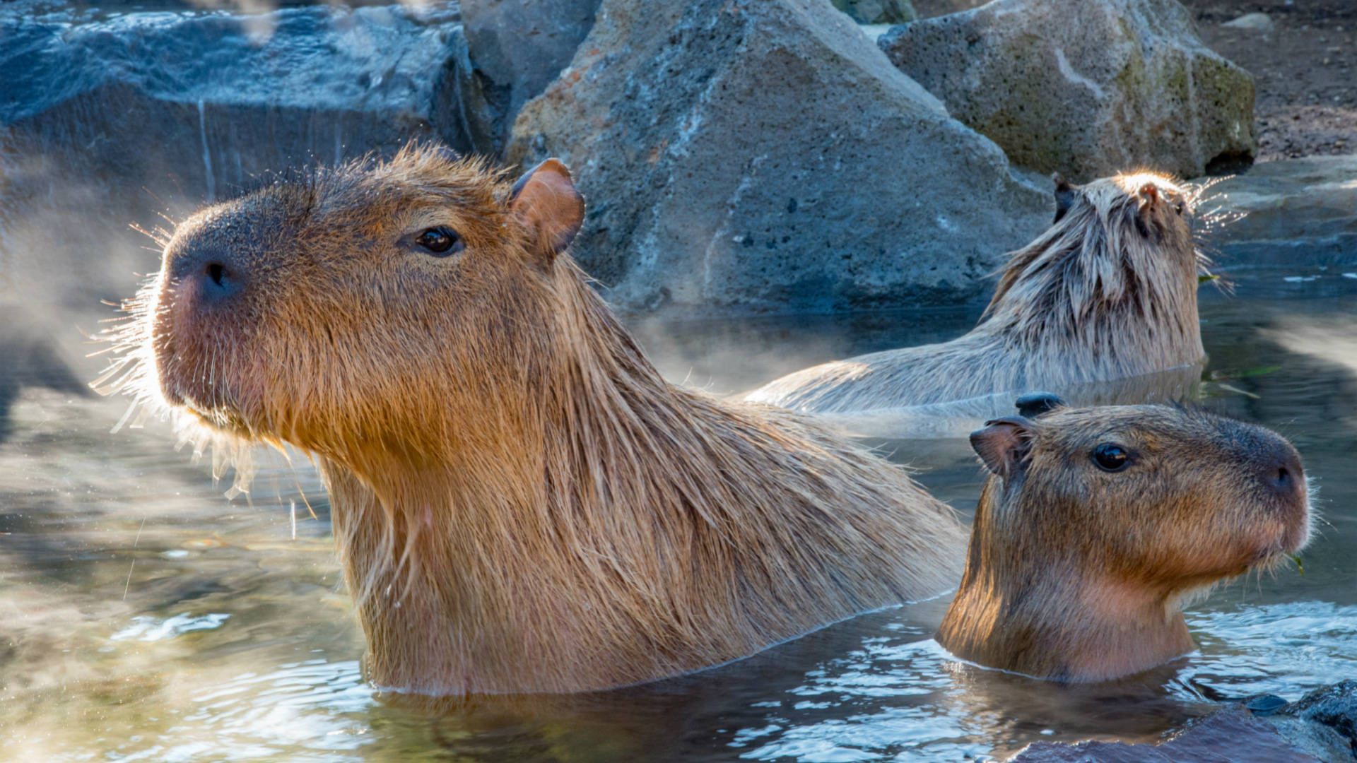 Gia đình capybara đang tận hưởng thời gian thư giãn bên nhau trong hồ nước