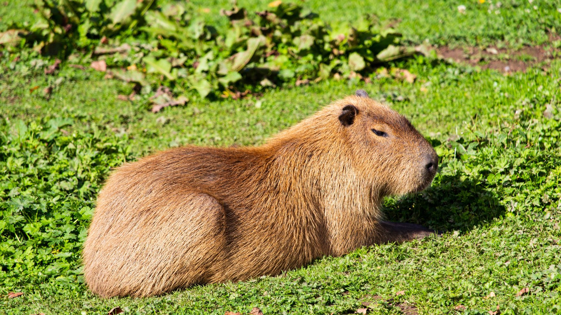 Chú chuột lang nước lười biếng tận hưởng một ngày nắng đẹp trên thảm cỏ xanh
