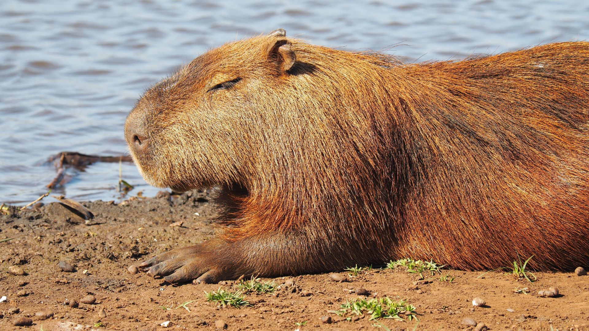 Chú capybara oai vệ với bộ lông nâu bóng mượt đang nằm phơi mình cạnh mép nước
