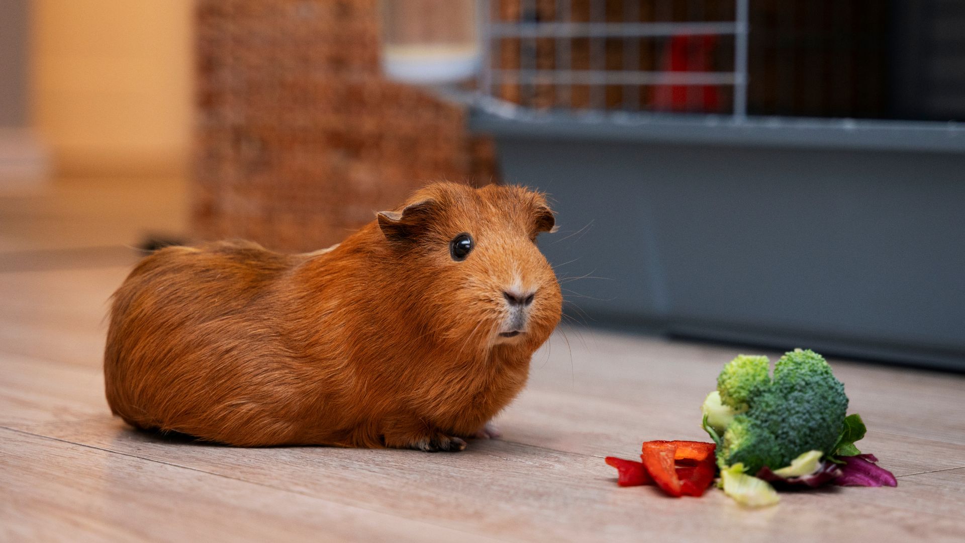 Gặp gỡ "thần giữ của" của vườn rau, một chú capybara siêu đáng yêu