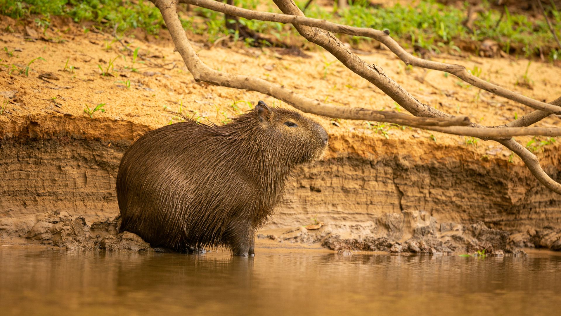 Một khoảnh khắc thư thái của capybara khi ngâm mình trong làn nước mát