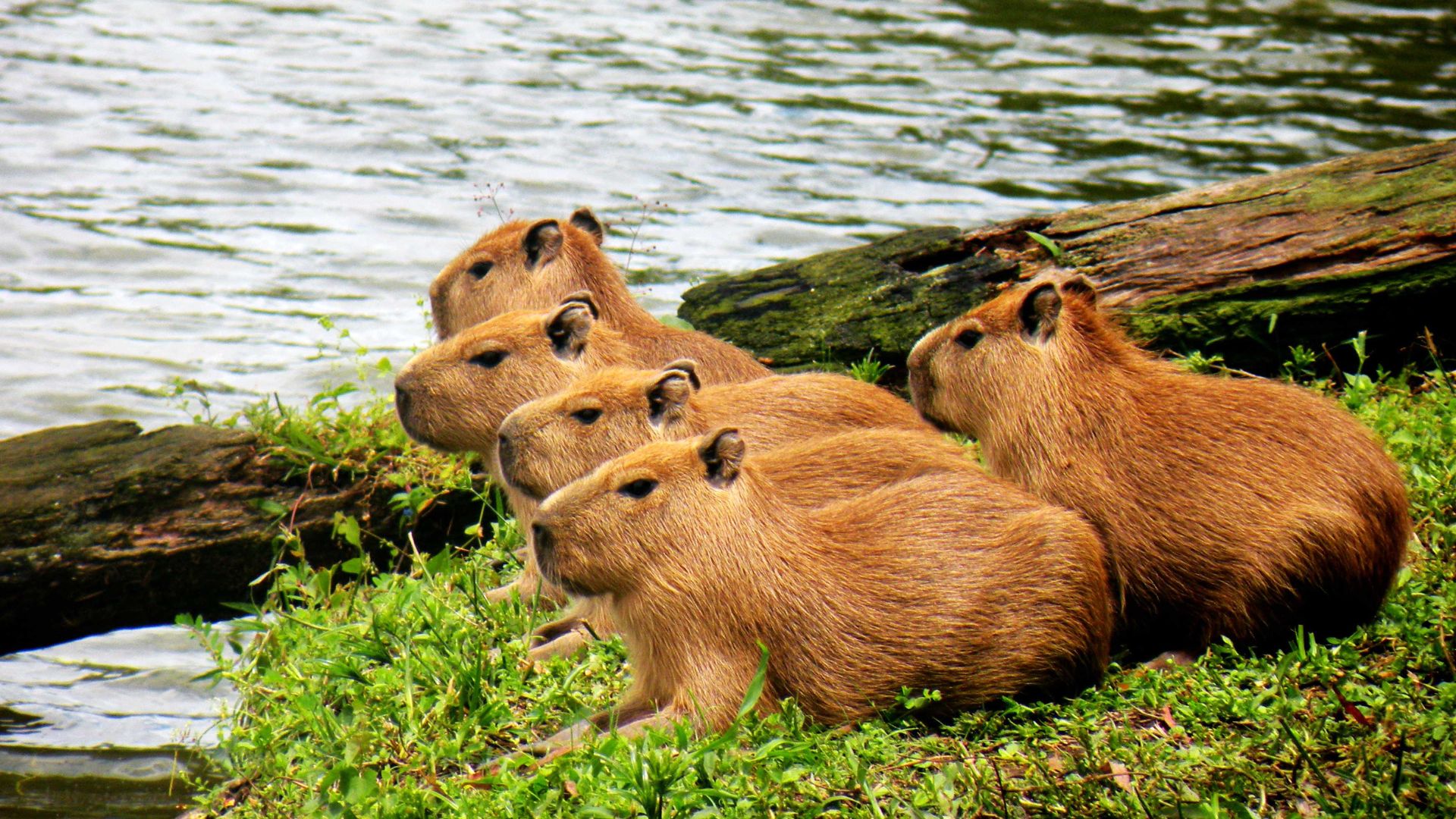 Cả gia đình capybara đang nghỉ ngơi, tạo nên một khung cảnh ấm áp