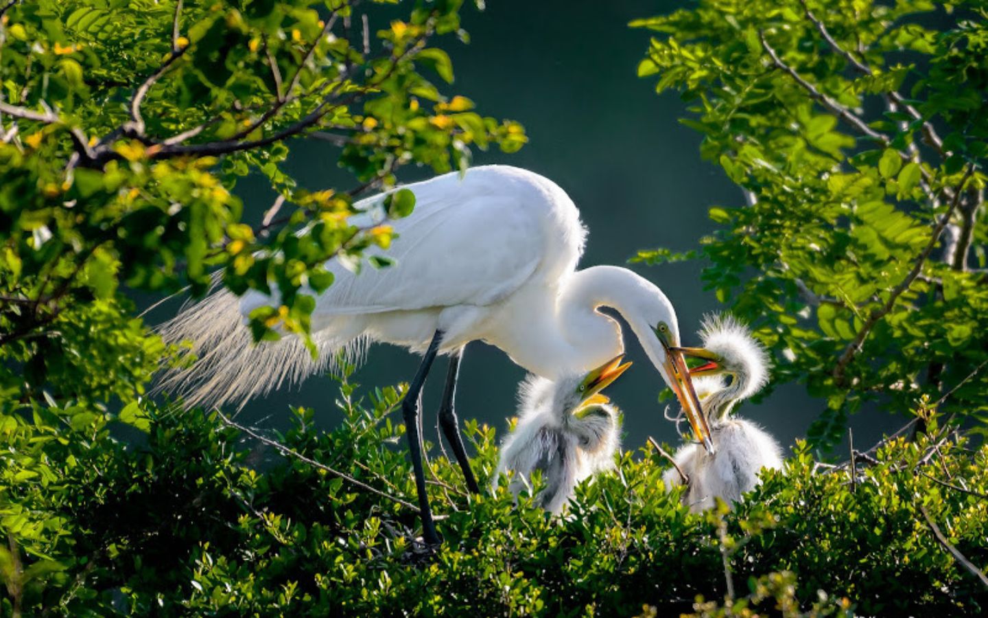 Hình ảnh cò mẹ chăm sóc cò con khiến nhiều người xúc động