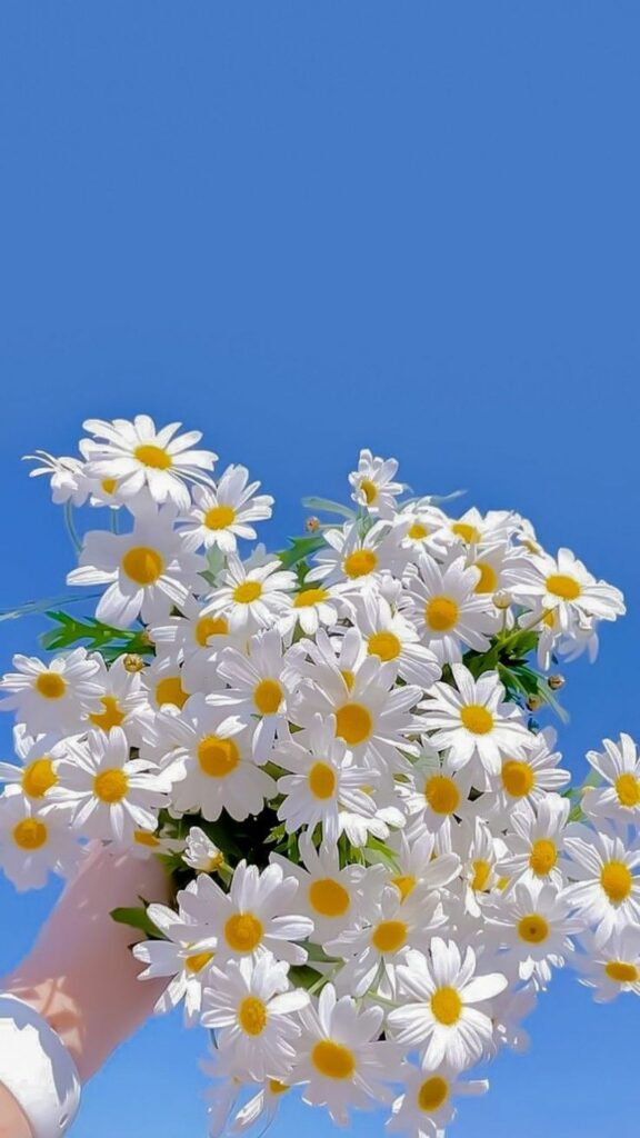 Cúc họa mi dưới trời xanh