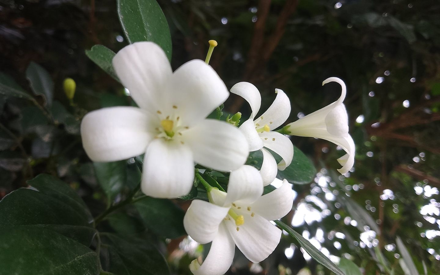 Nguyệt quế dưới bóng râm mát