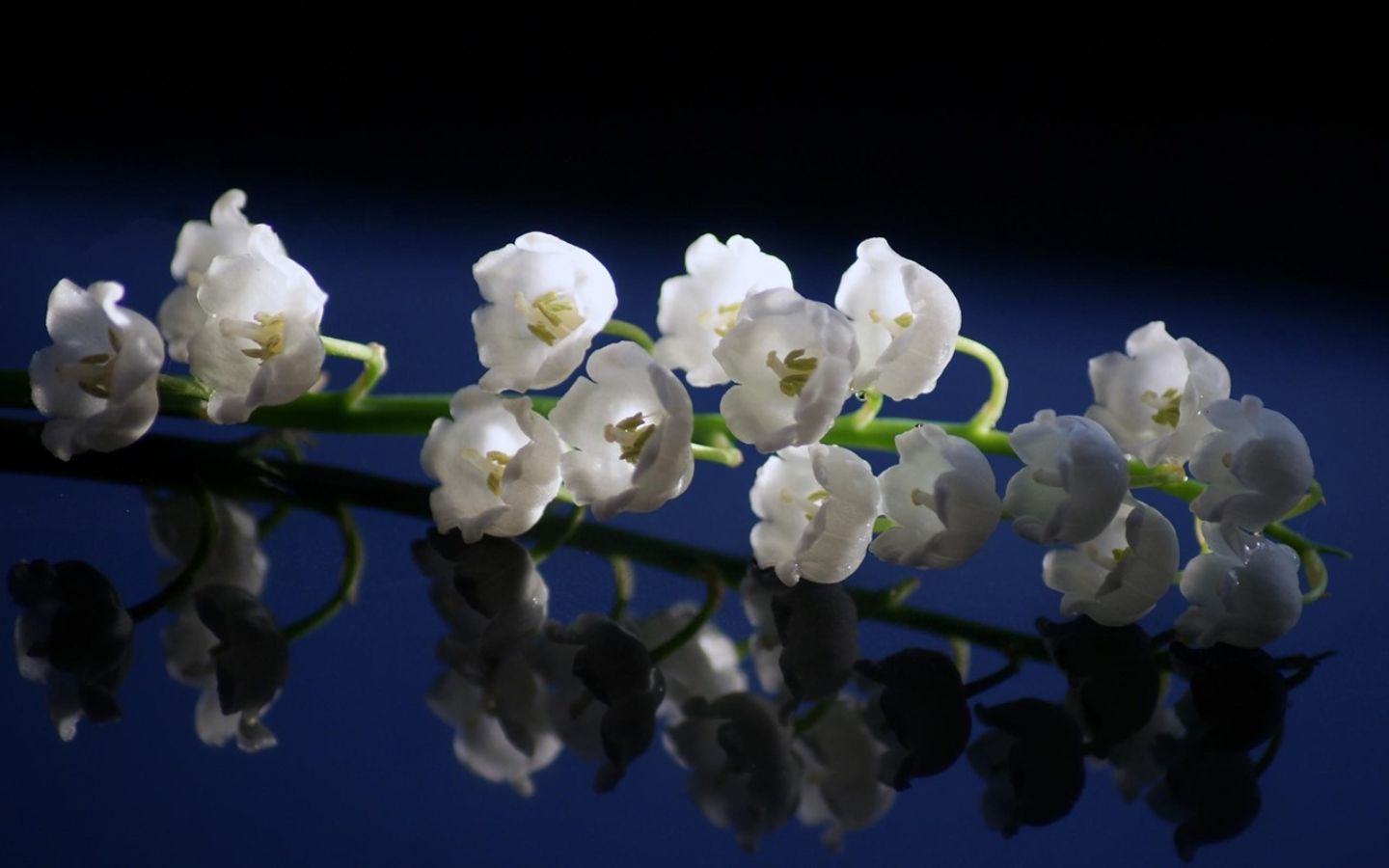 Linh lan trắng trên mặt gương