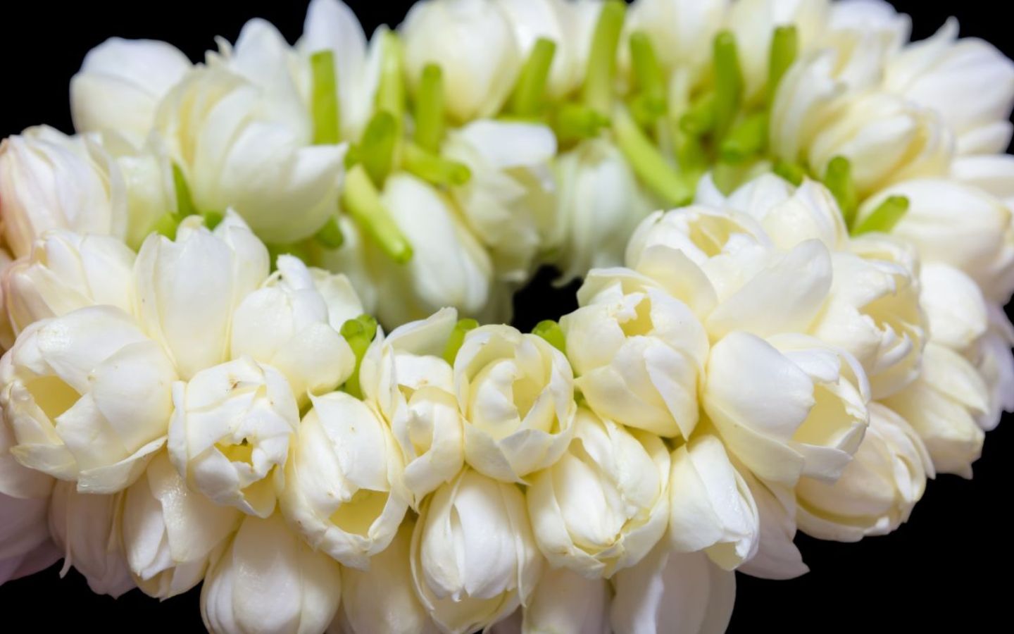 Vòng hoa nhài trắng tinh khiết