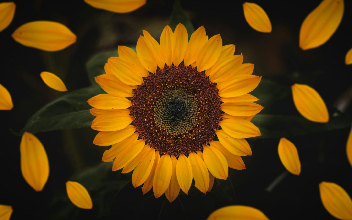 Cánh hoa hướng dương rơi lả tả