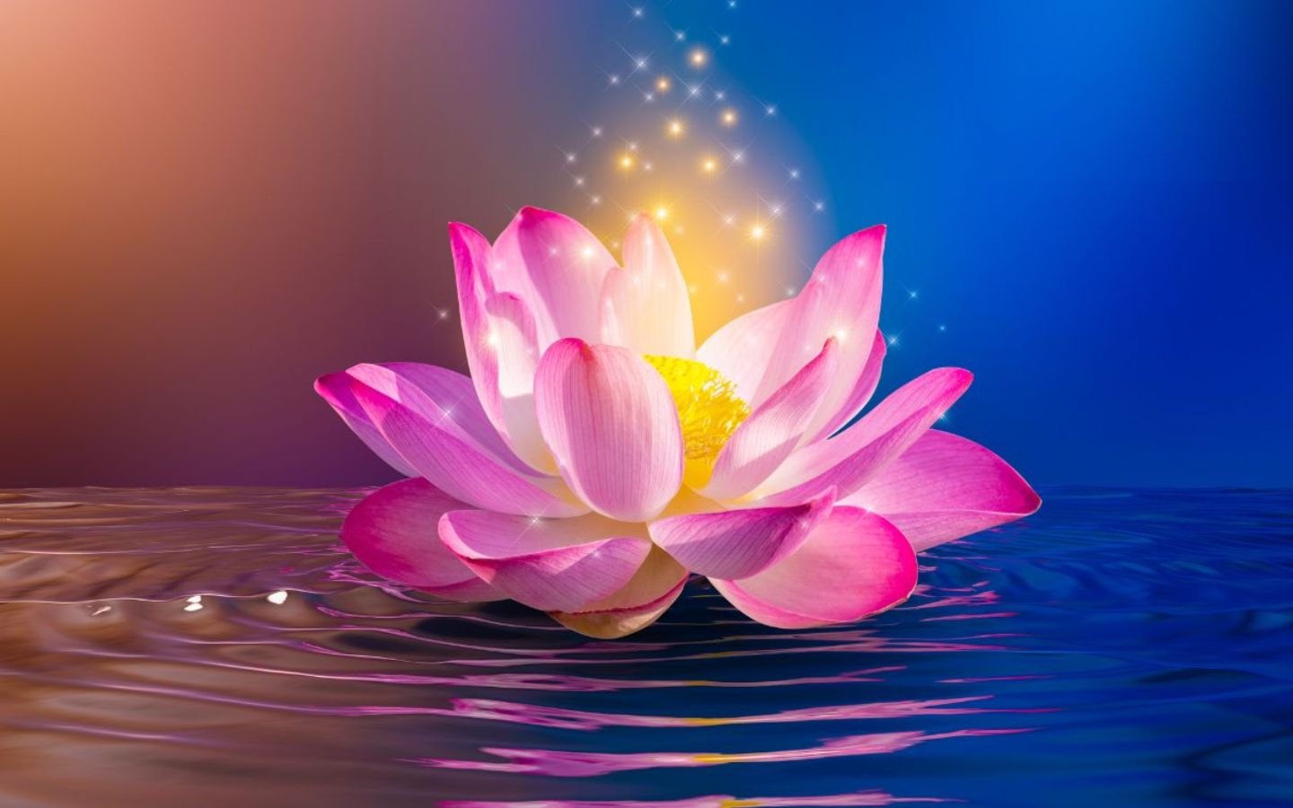 Sen nở tỏa ánh sáng huyền ảo