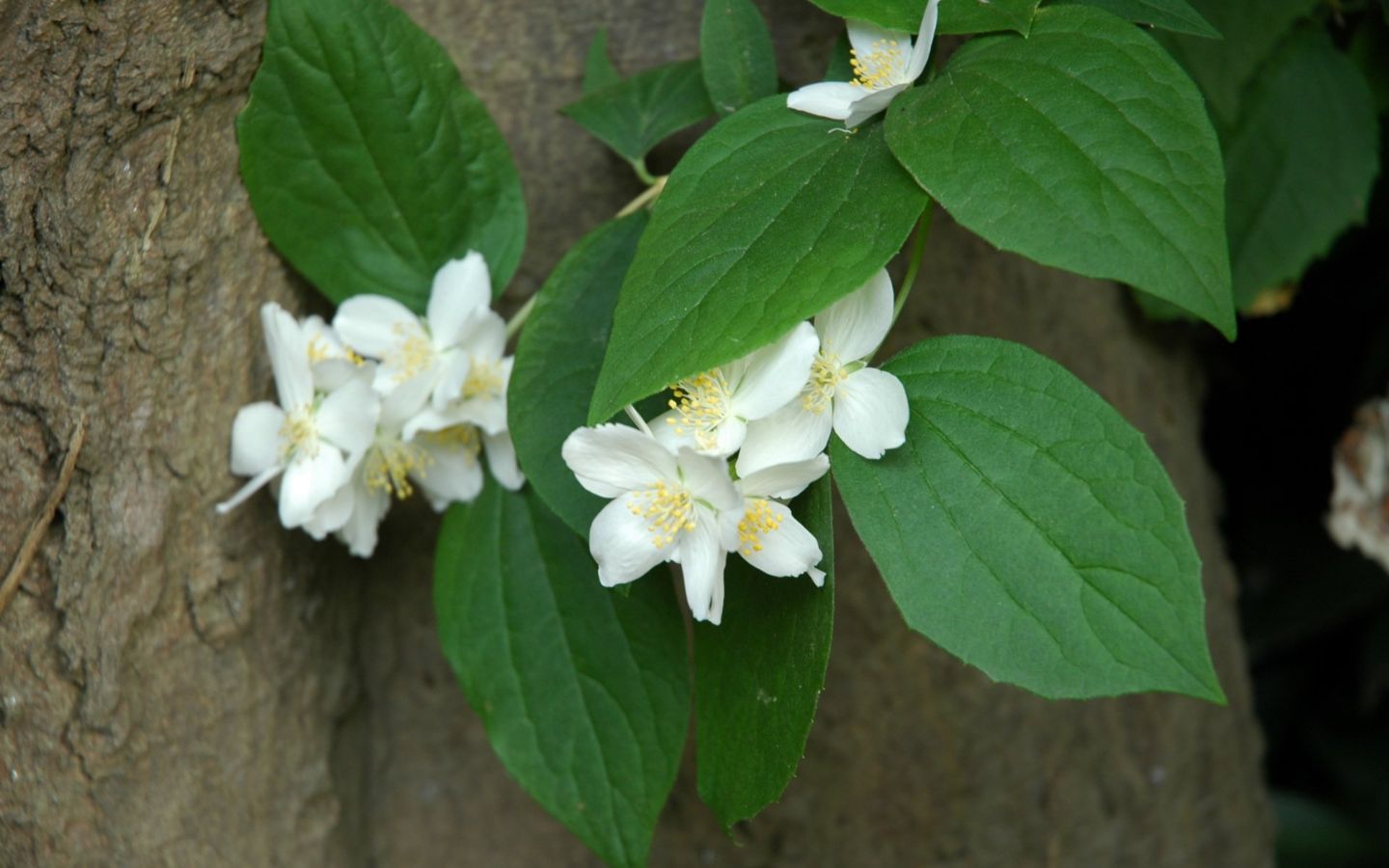 Nhài trắng bung nở lá xanh