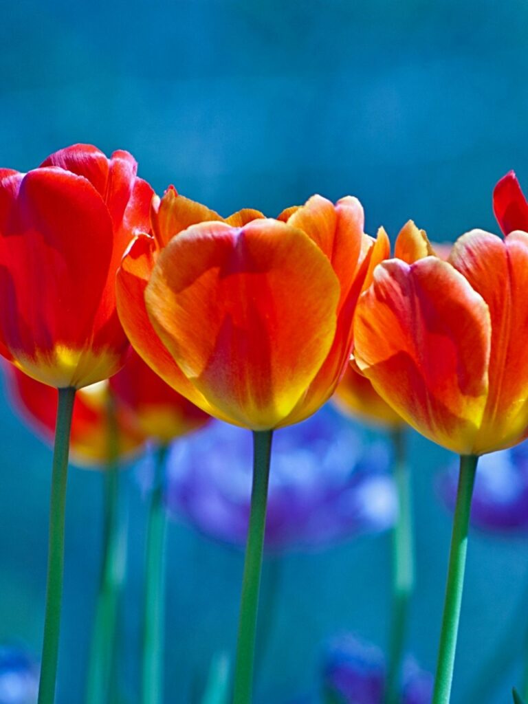 Tổng hợp 80+ hình Nền iPad 4K đẹp nhất 2025 miễn phí 19 Tulip cam đỏ nổi bật