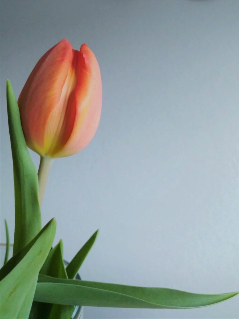 Tổng hợp 80+ hình Nền iPad 4K đẹp nhất 2025 miễn phí 21 Hoa tulip cam đơn lẻ