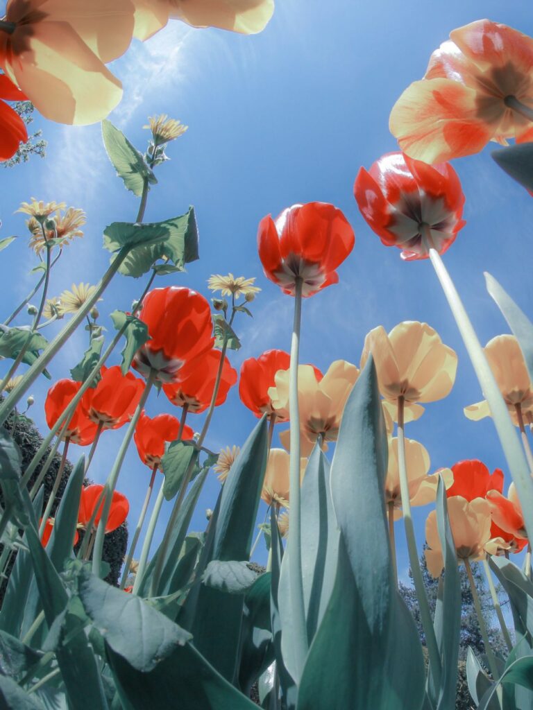 Tổng hợp 80+ hình Nền iPad 4K đẹp nhất 2025 miễn phí 22 Tulip vươn cao dưới nắng