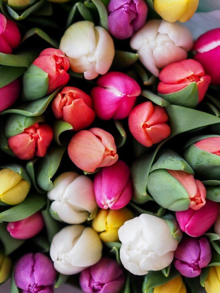 Tổng hợp 80+ hình Nền iPad 4K đẹp nhất 2025 miễn phí 23 Tulip đa sắc màu rực rỡ