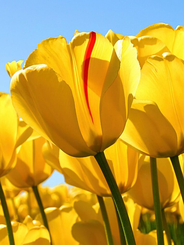 Tổng hợp 80+ hình Nền iPad 4K đẹp nhất 2025 miễn phí 24 Vườn tulip vàng tươi sáng