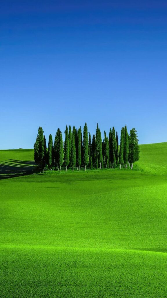 Cánh đồng xanh mướt, những hàng cây đứng thẳng tắp