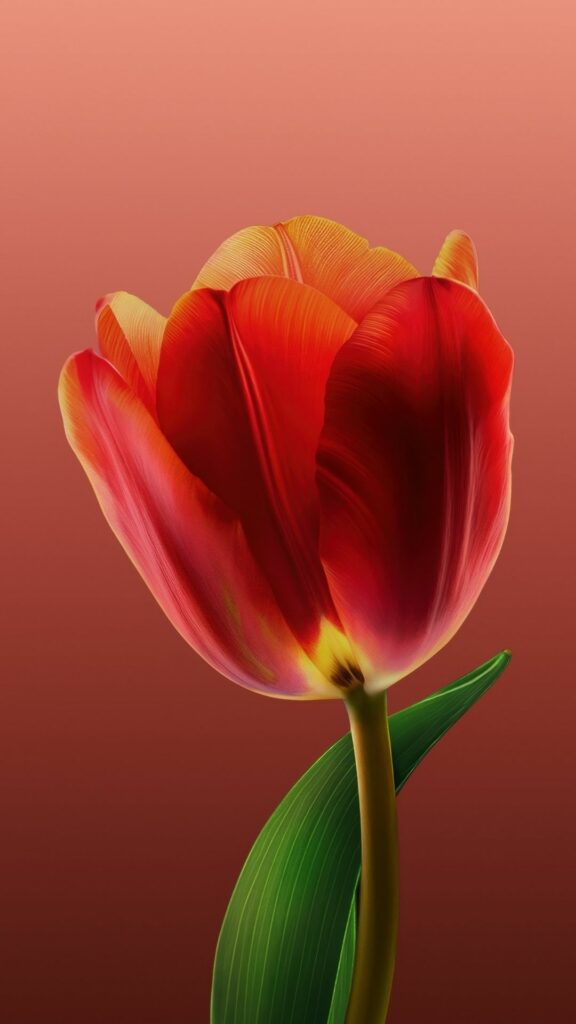 Hoa tulip đỏ cam đơn lẻ, nổi bật với sự kiêu sa