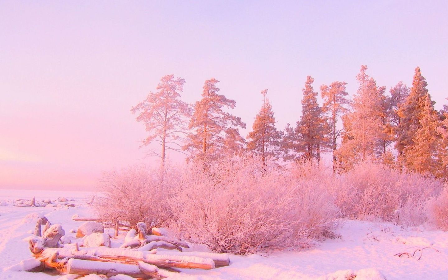 Hình nền màu hồng cute nhất cho điện thoại và máy tính 38 Rừng cây phủ tuyết hồng lãng mạn dưới ánh hoàng hôn