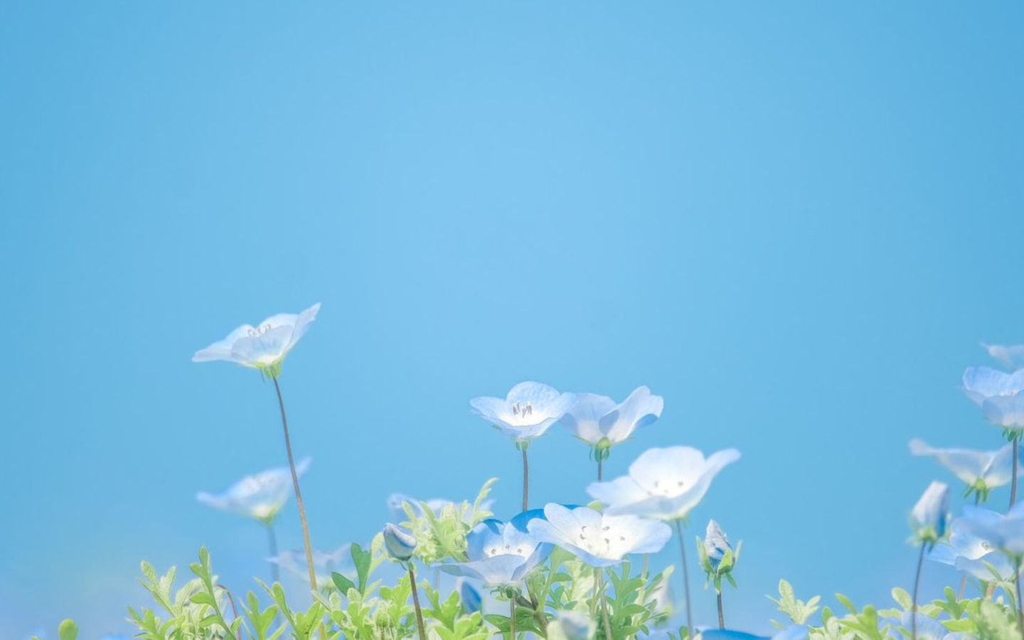 Hình nền bầu trời và những bông hoa