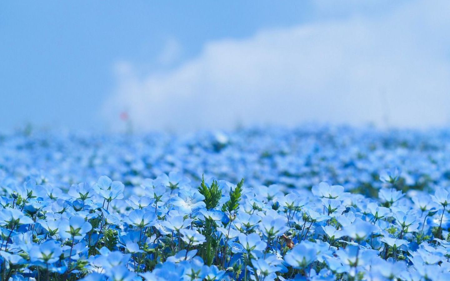 Cánh đồng hoa màu xanh dương