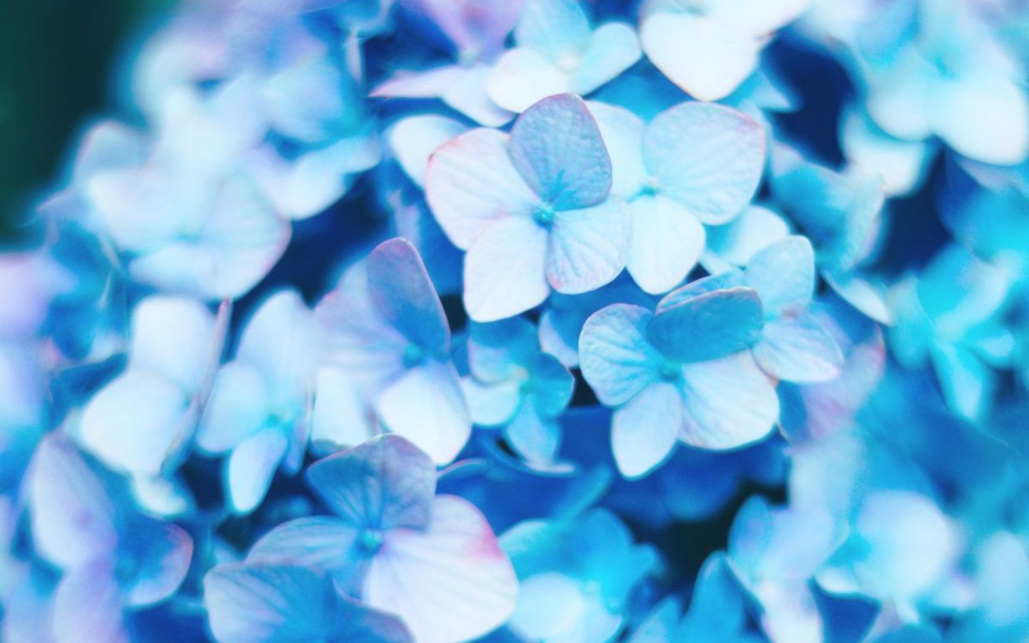 Hình hoa cẩm tú cầu xanh dương