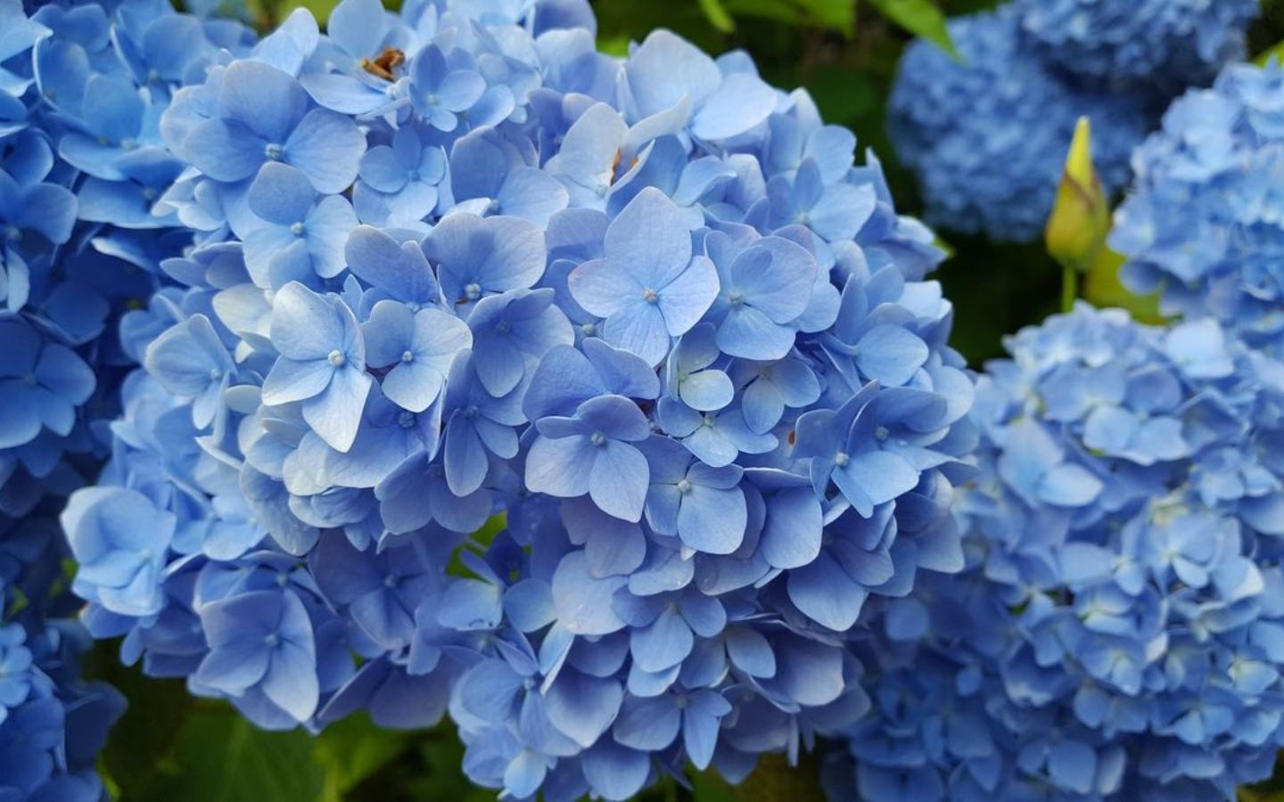 Hình nền hoa cẩm tú cầu đẹp và cuốn hút