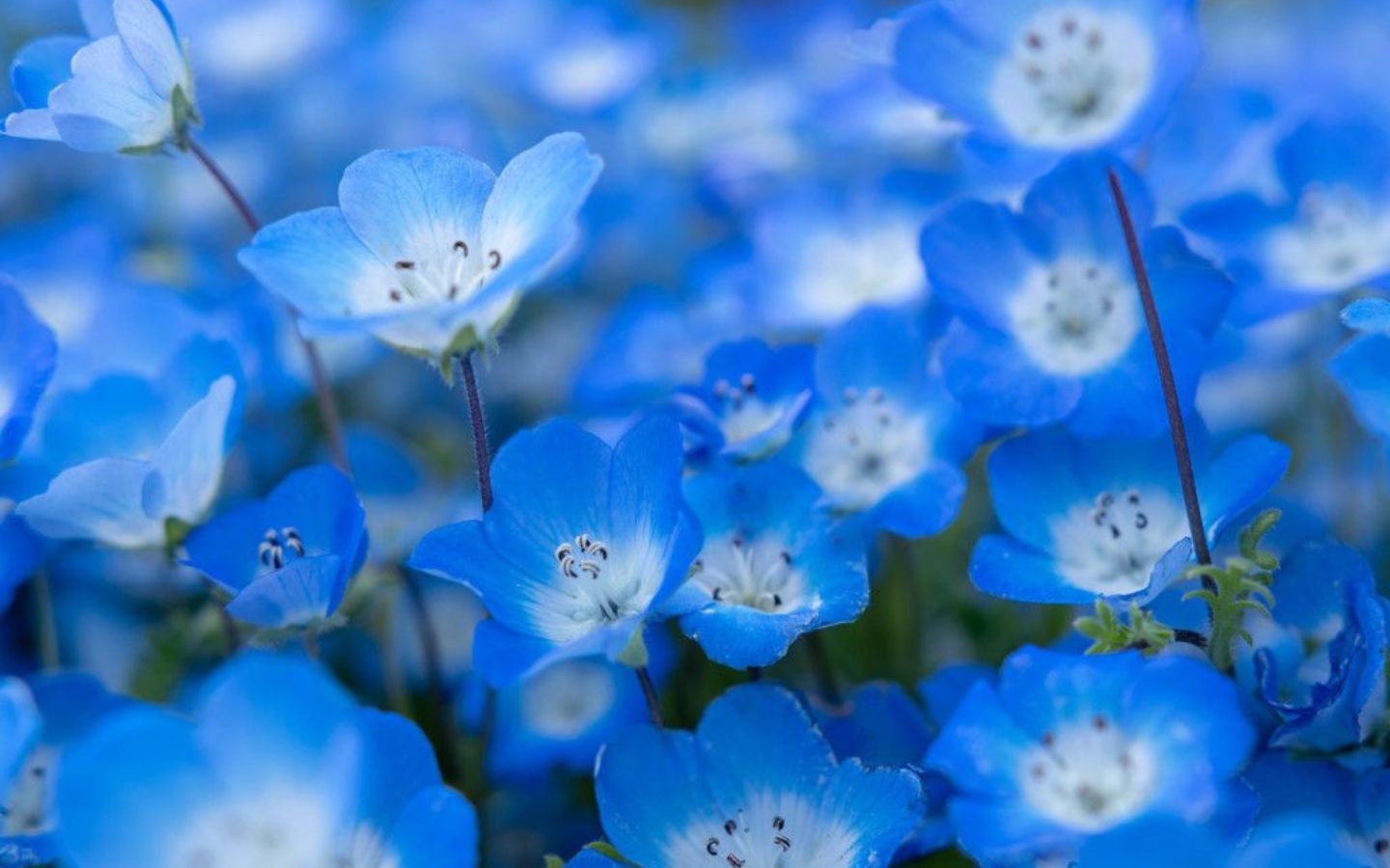 Hình nền hoa màu xanh dương độc lạ