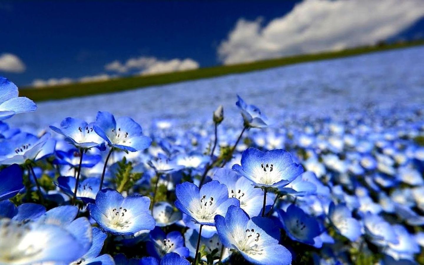 Hình nền hoa màu xanh dương ấn tượng cho máy tính