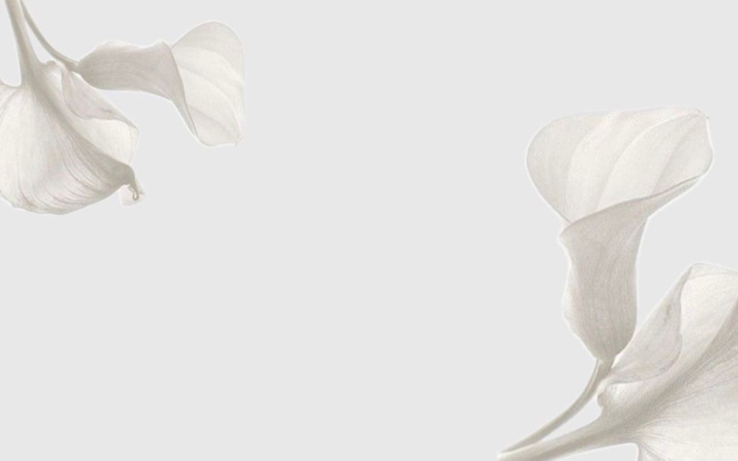 Ảnh nền màu trắng đẹp và ấn tượng