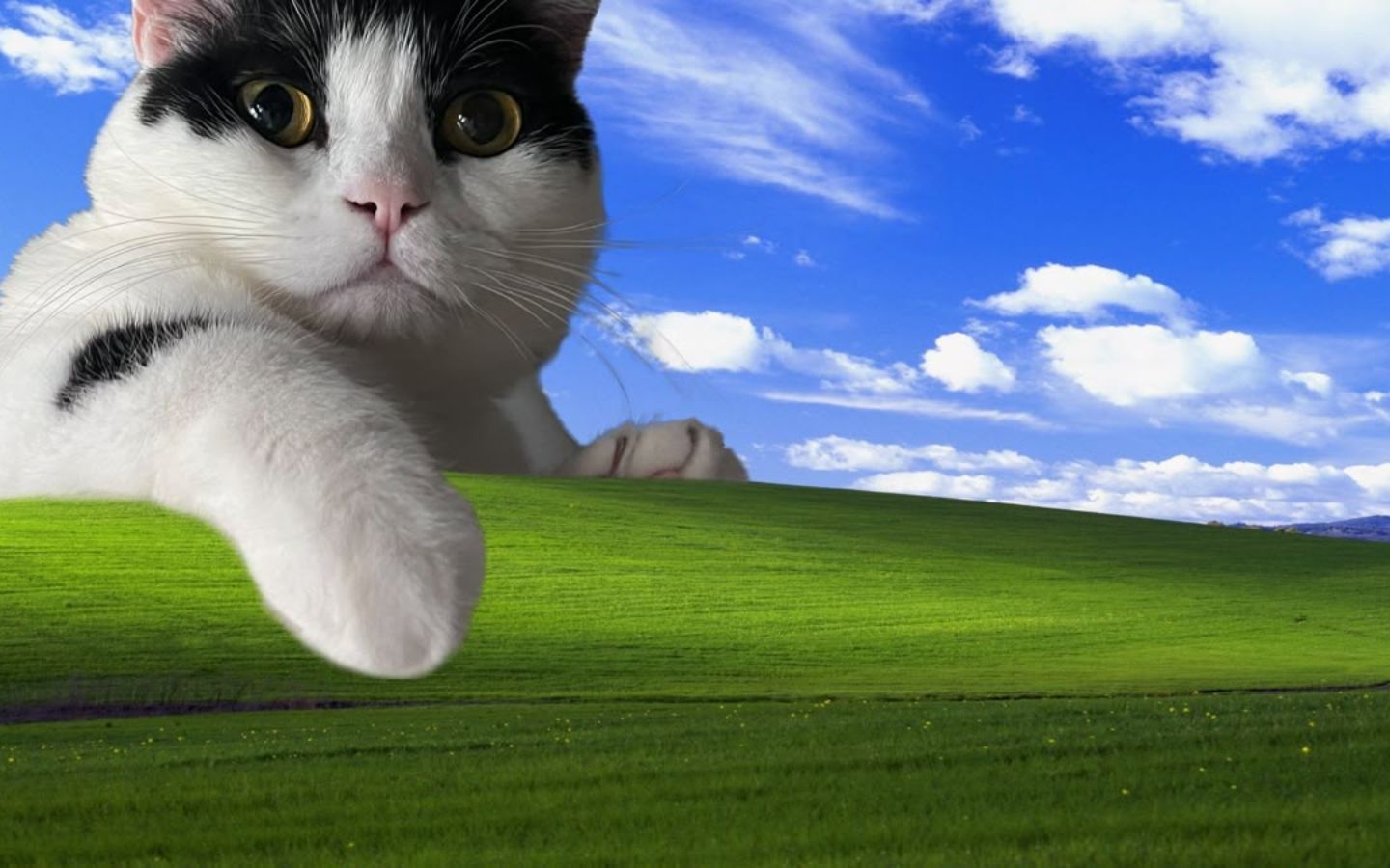 Mèo trắng béo, vô tri lạc vào đồng cỏ Windows XP