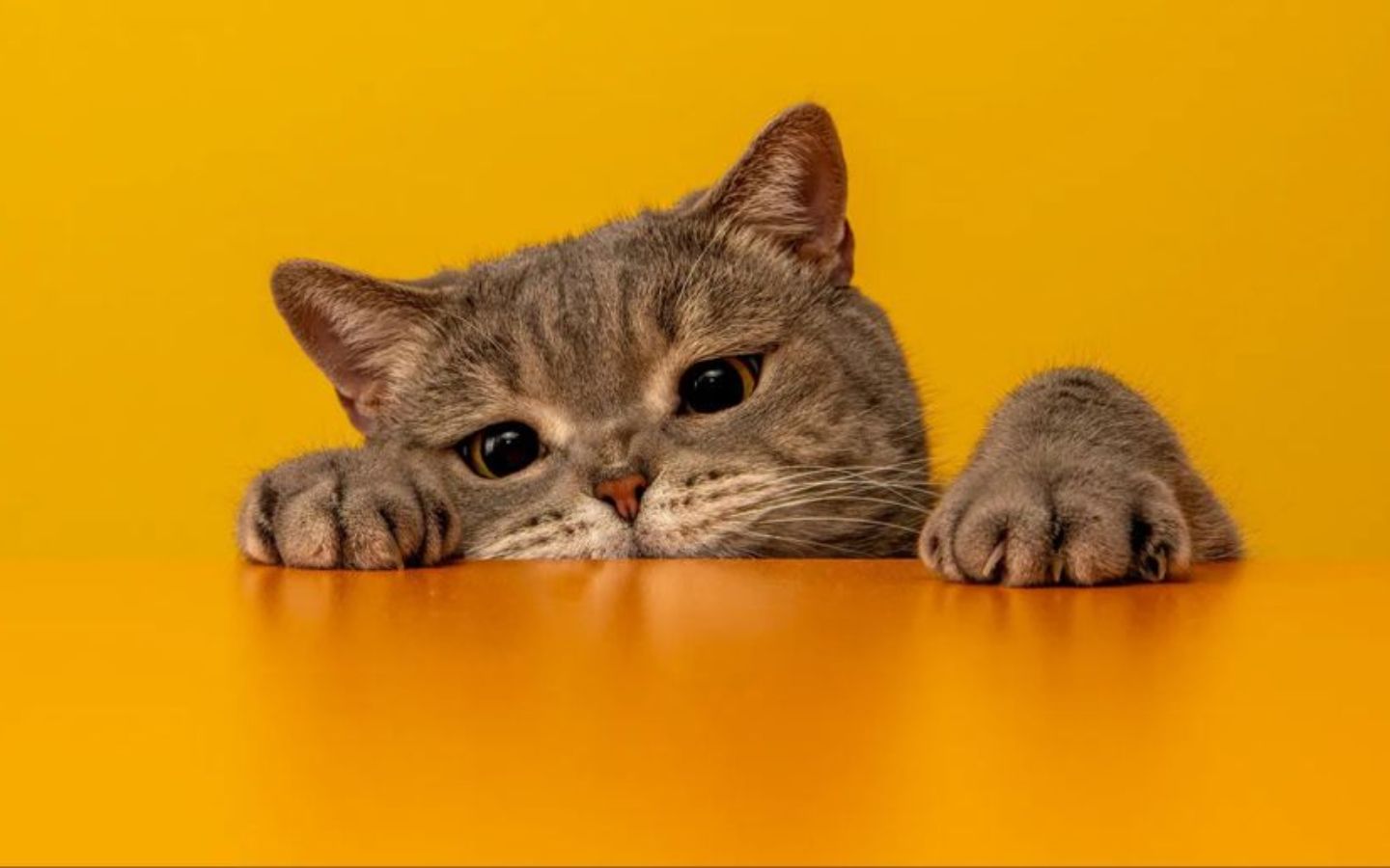 Mèo nằm úp sấp, nhìn chằm chằm đầy ngốc nghếch