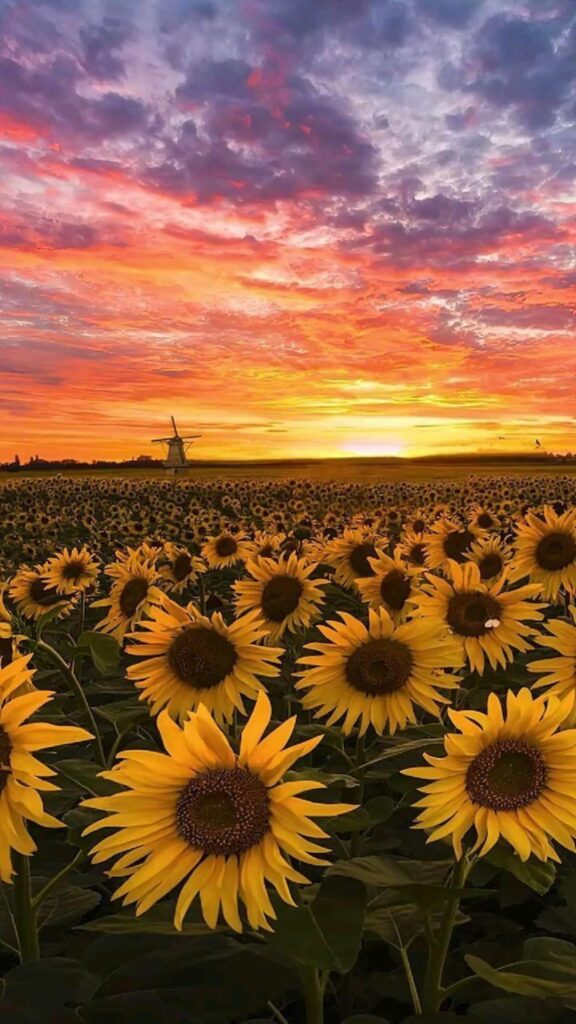 Hoàng hôn tím đỏ cánh đồng hoa